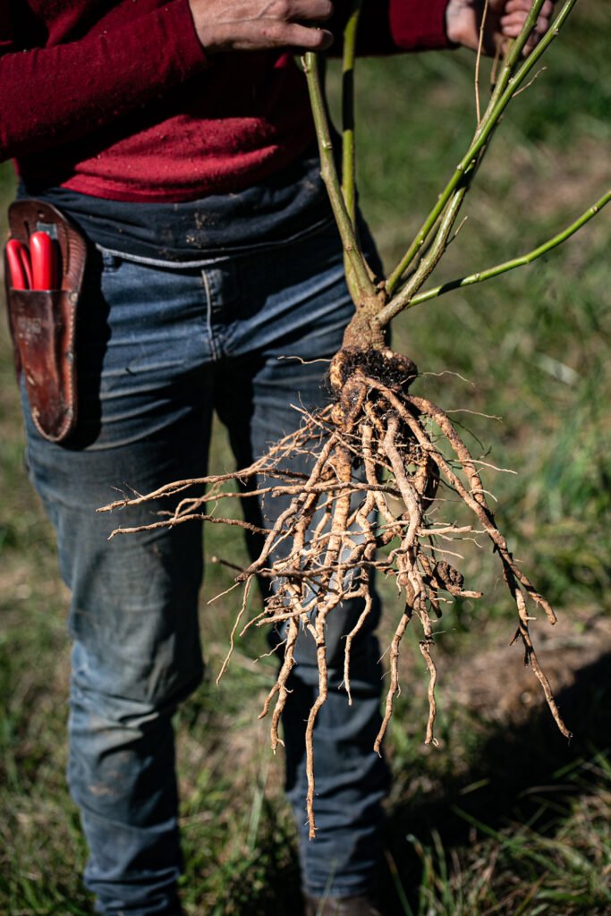 The Medicinal Benefits of Ashwagandha